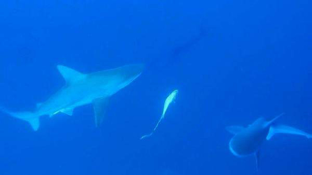 Akdeniz'deki köpek balığı alarmı! Bir bir yok oldular