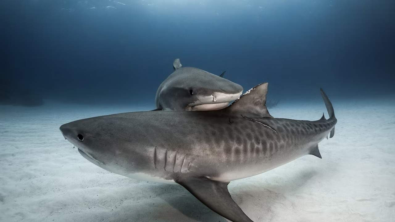Netflix ekibine köpekbalıkları saldırdı