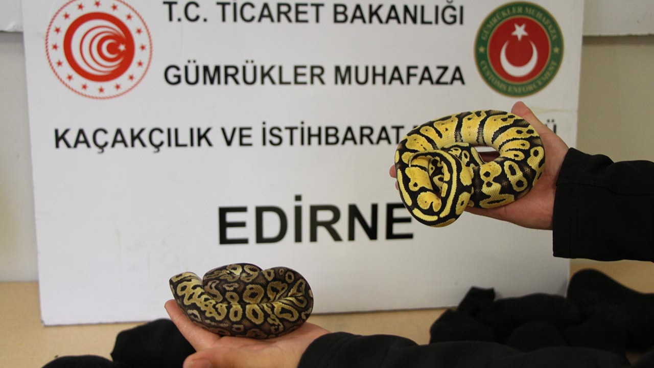 Sınır kapısında 32 piton ele geçirildi