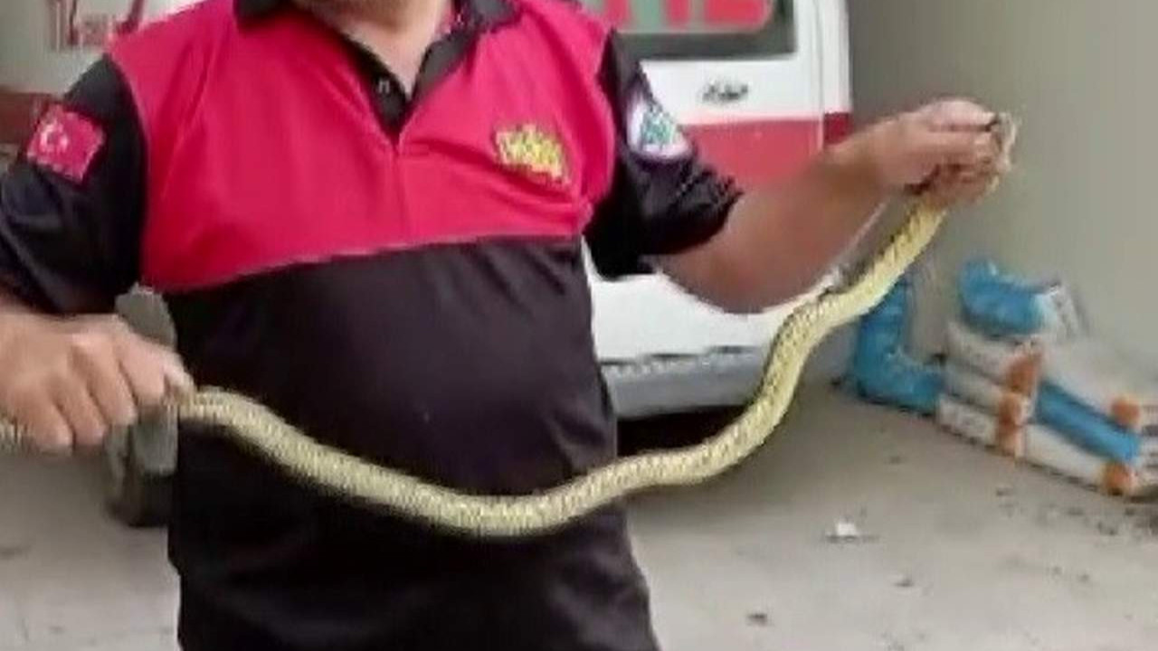 Hastane morgunda yılan paniği