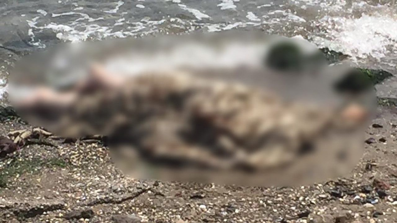 İzmir'de sahilde erkek cesedi bulundu