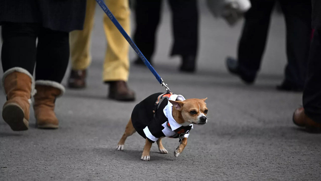 Fransa'da köpek dışkısı kirliliğine teknolojik çözüm