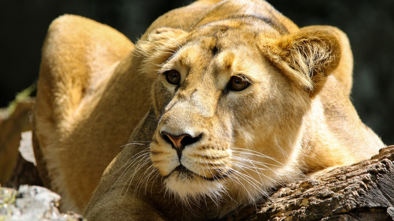 Hayvanat bahçesinden aslan kaçtı! Polis ''evlerinizden çıkmayın'' uyarısı yapıyor