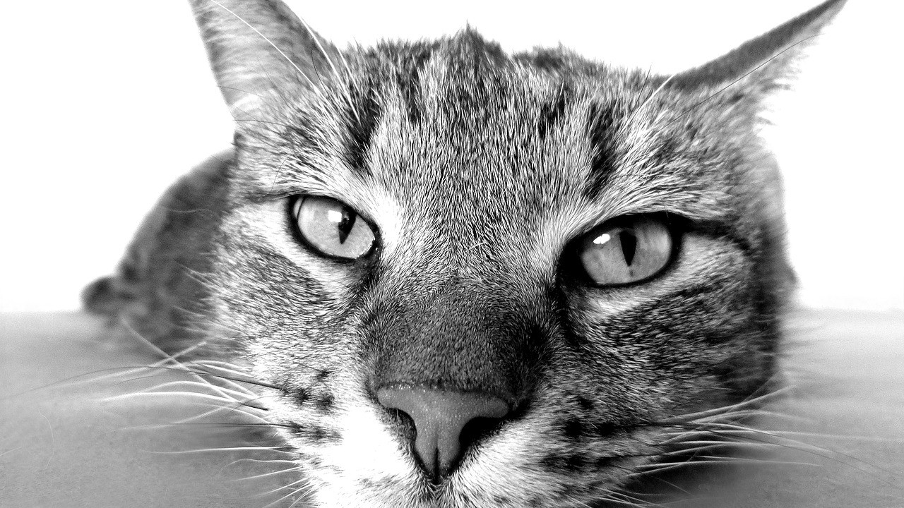 Kedi sahiplerine kritik uyarı: Sakın kedinize vermeyin!