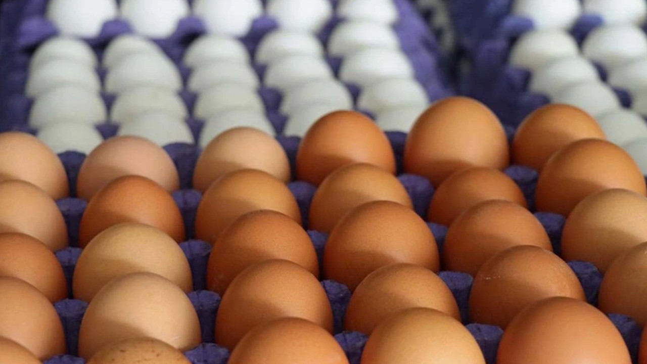 Tayvan'a ihraç edilen yumurtalarda, zararlı madde bulunduğu iddiasıyla ilgili inceleme