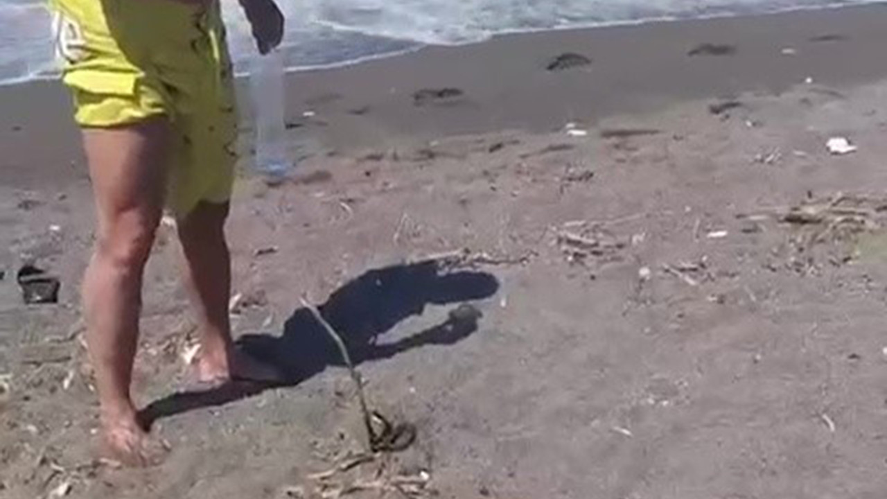 NatGeo Wild değil, Türkiye! Denizde kabusu yaşadı