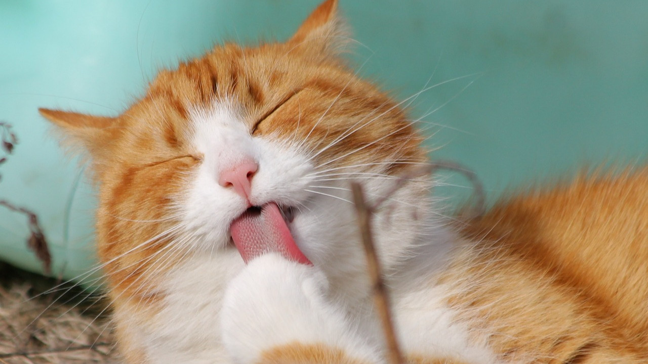 Eyvah! Kedi sahiplerinin ''eşlerini'' çıldırtacak araştırma!