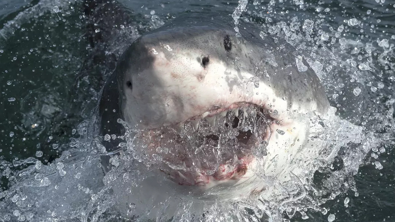 Sahilde dehşet! Köpek balığı saldıran yüzücünün bacağı koptu