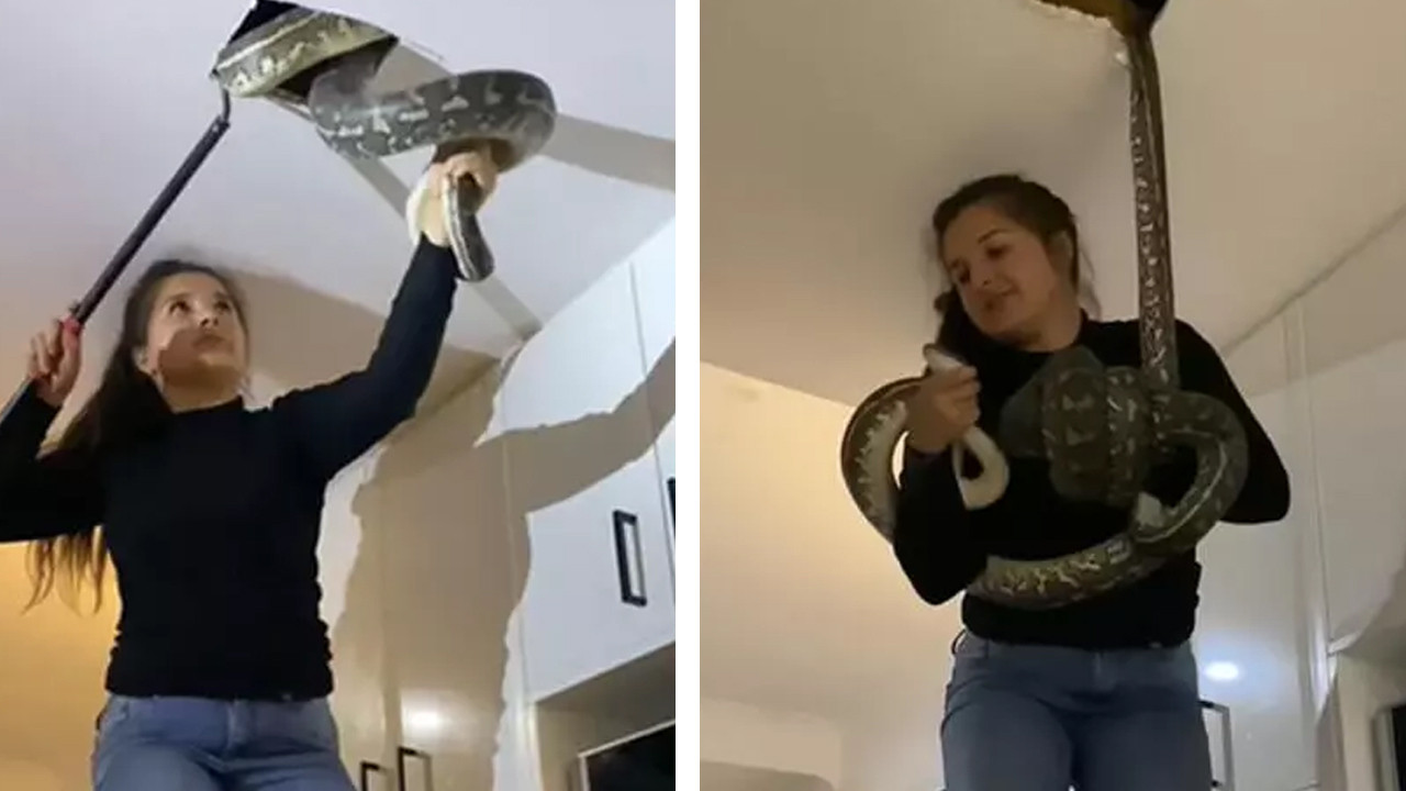 Korku dolu anlar! Tavandan çıkan 2 pitonu eliyle böyle yakaladı