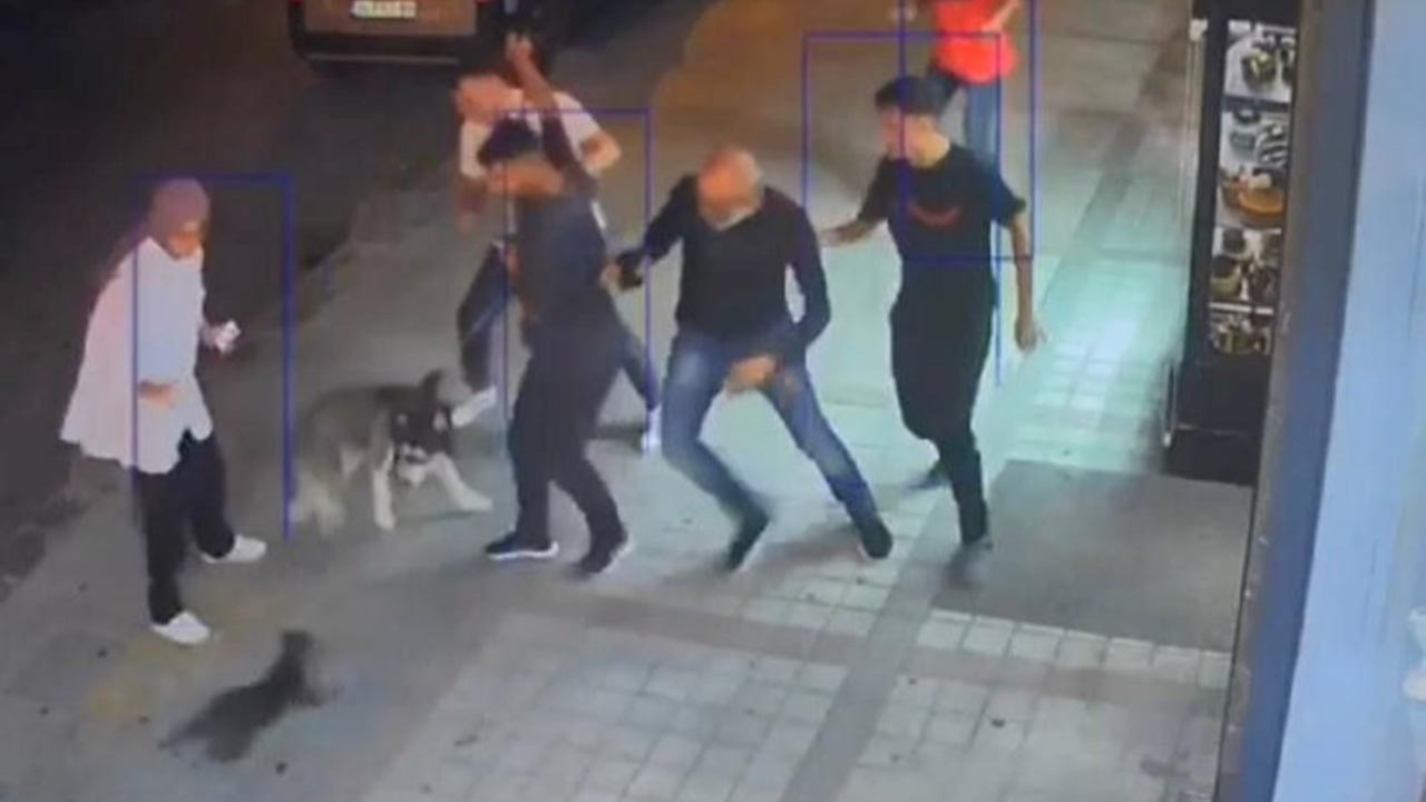 İstanbul'da kedi terörü! Sibirya kurduna böyle saldırdı
