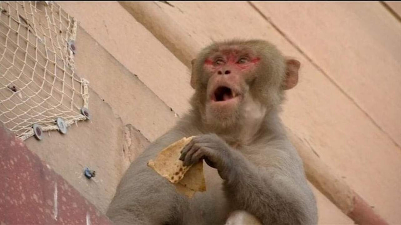 Maymun 4 aylık bebeği çatıdan attı
