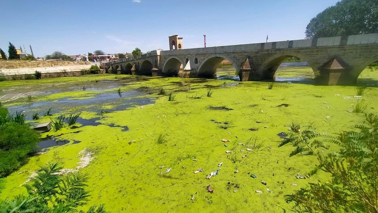 Yeşile bürünen Tunca Nehri alarm veriyor