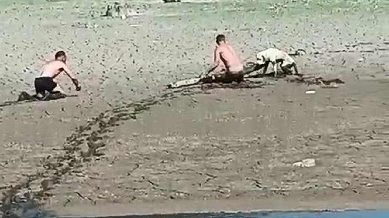 Kuruyan barajlarda bataklık tehlikesi
