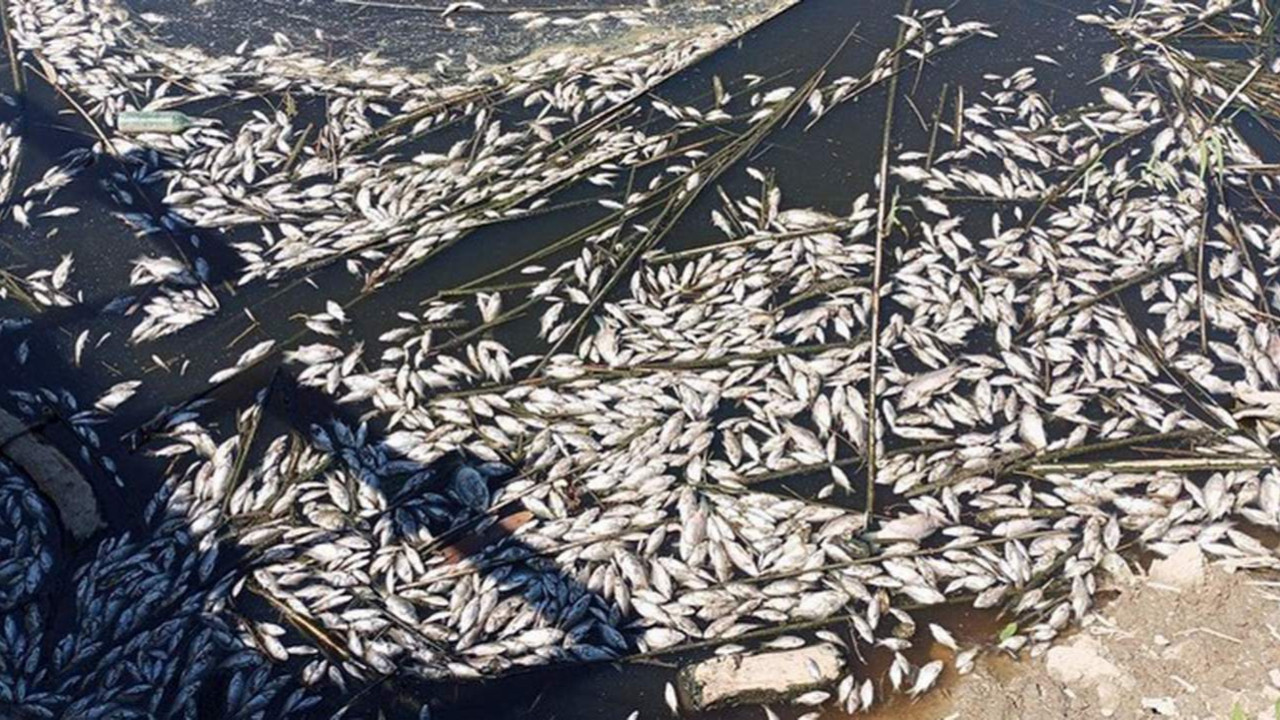Türkiye'nin cennetinde korkutan balık ölümleri