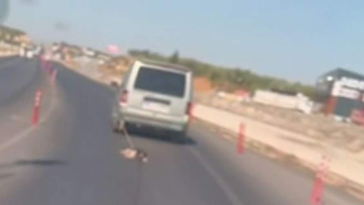 Fotoğraftaki ''hayvan''ı bulabilir misiniz ? Sürüklenen değil, aracı kullanan!