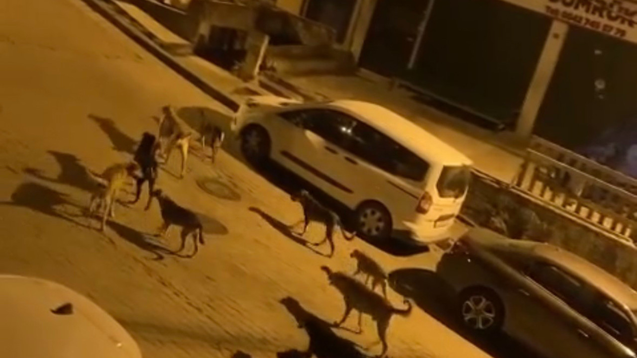 İstanbul'da sokak köpekleri sürüsü vatandaşların kabusu oldu