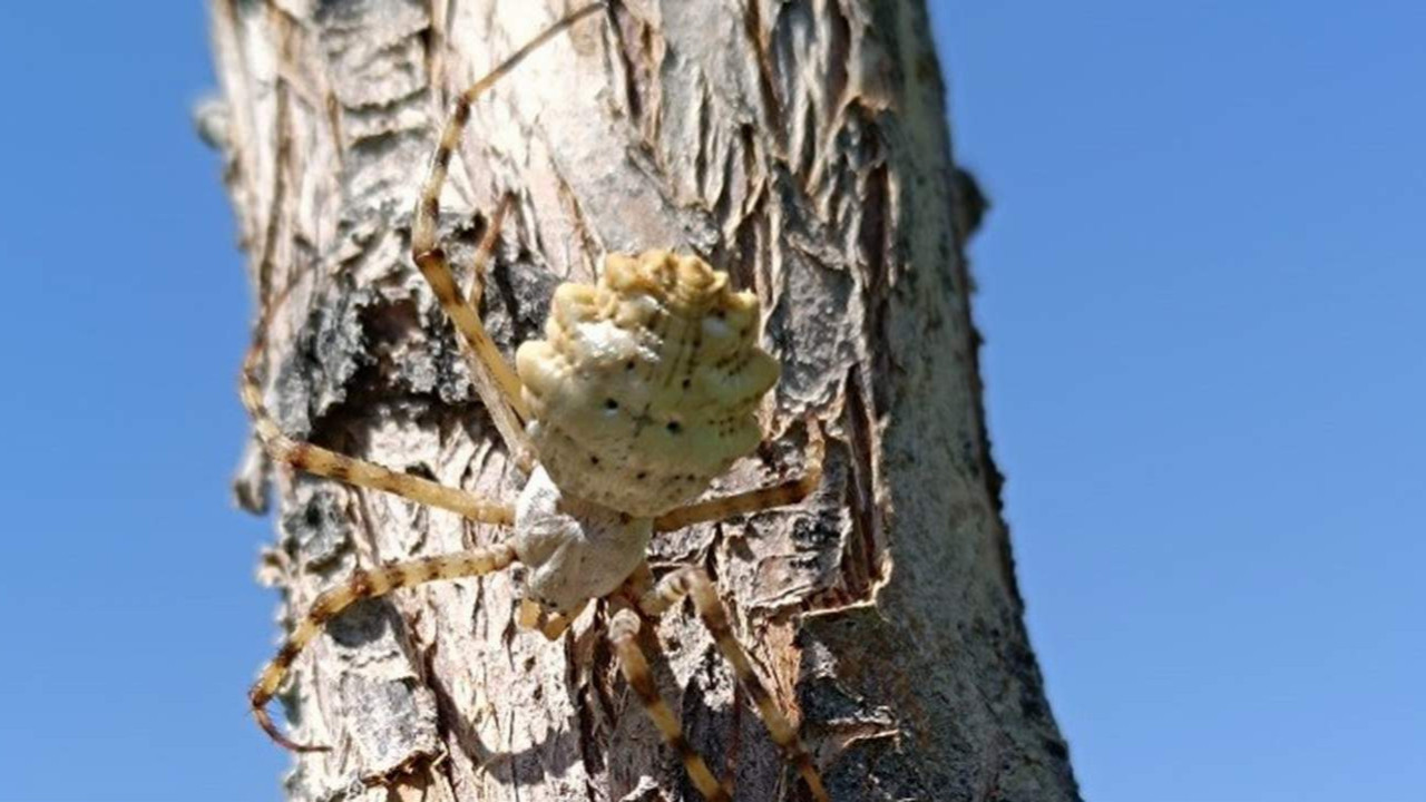Dünyanın en zehirli örümceği Türkiye'de görüldü