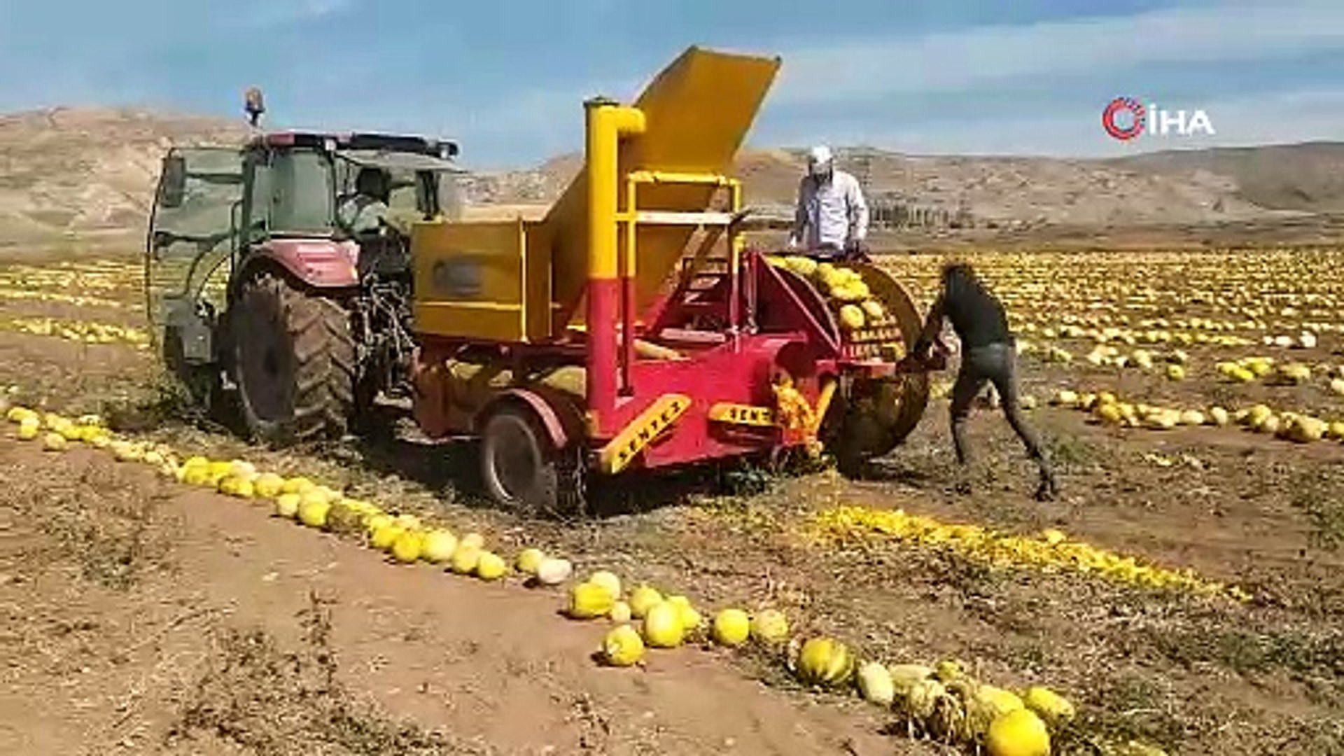 120 dönümlük araziye ilk defa ekti; tonlarca ürün elde etti