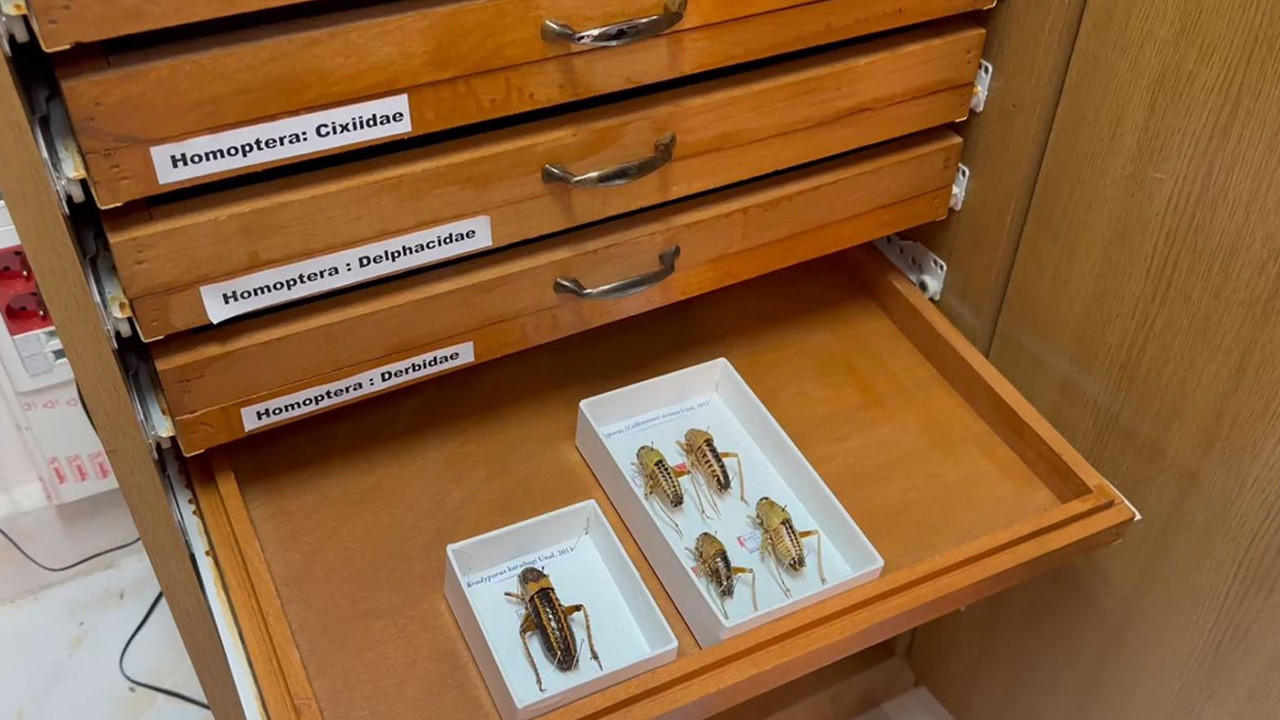 Türkiye'nin Böcek Müzesi: Binlercesi çekmecelerde saklanıyor