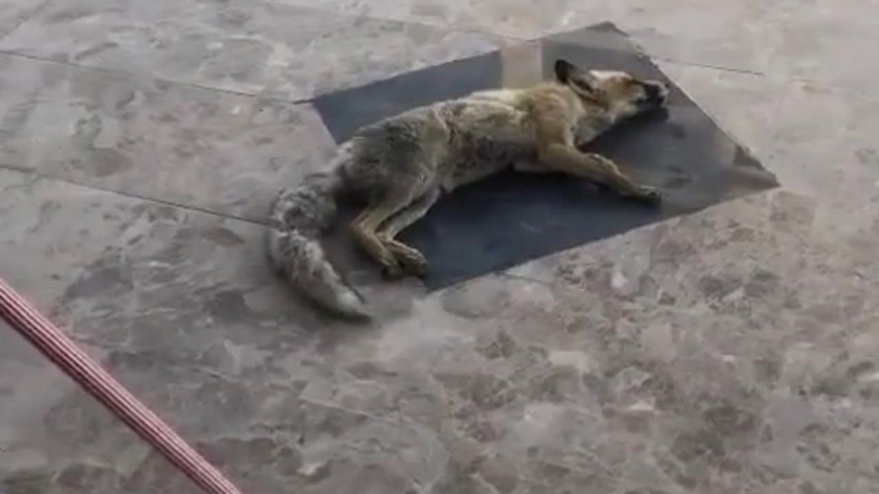 Vay kurnaz vay! Dükkana giren tilki ölü taklidi yaptı
