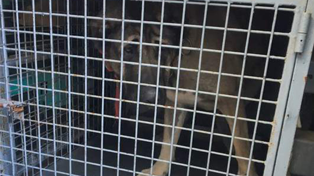 İstanbul'da bahisle köpek dövüştürenlere şafak baskını