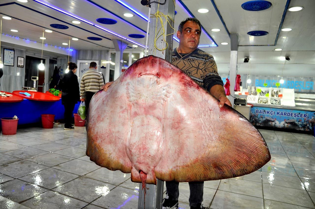 Balıkçıların ağına takılan 120 kiloluk ''canavar'' şaşkına çevirdi