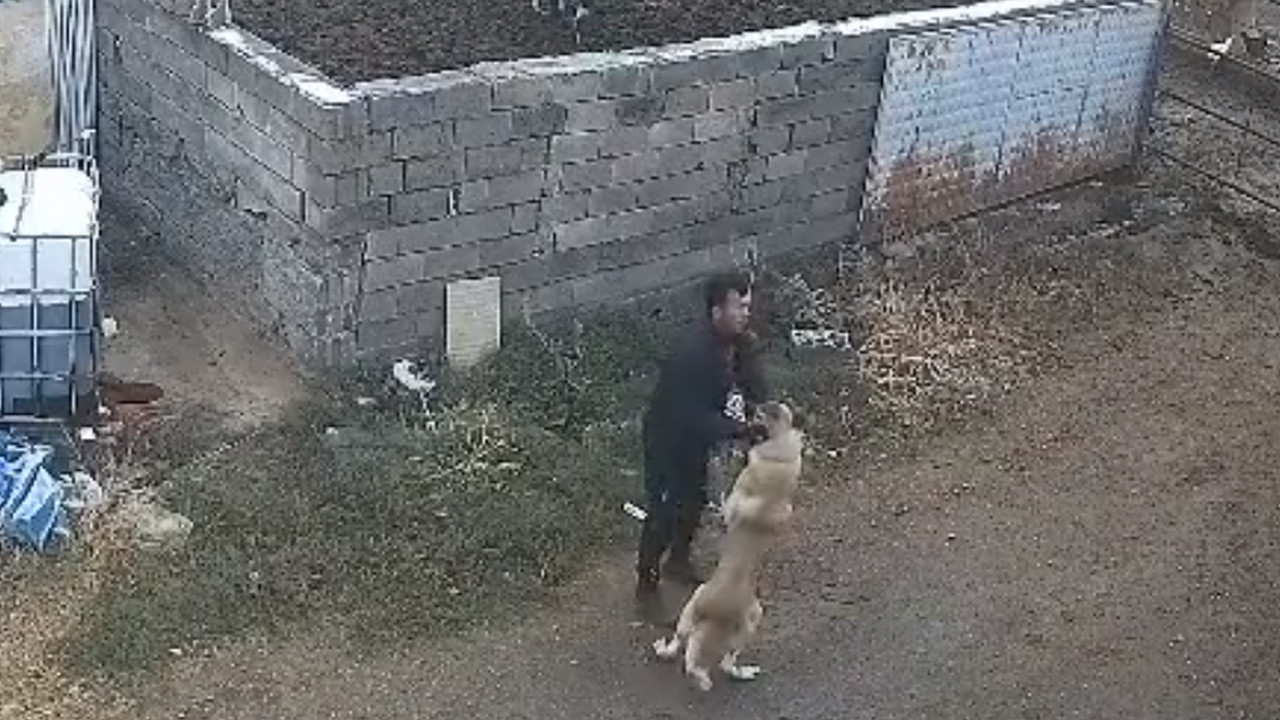 Kangal köpeğini tek hamlesiyle etkisiz hale getirdi! Şaşkına çeviren görüntü