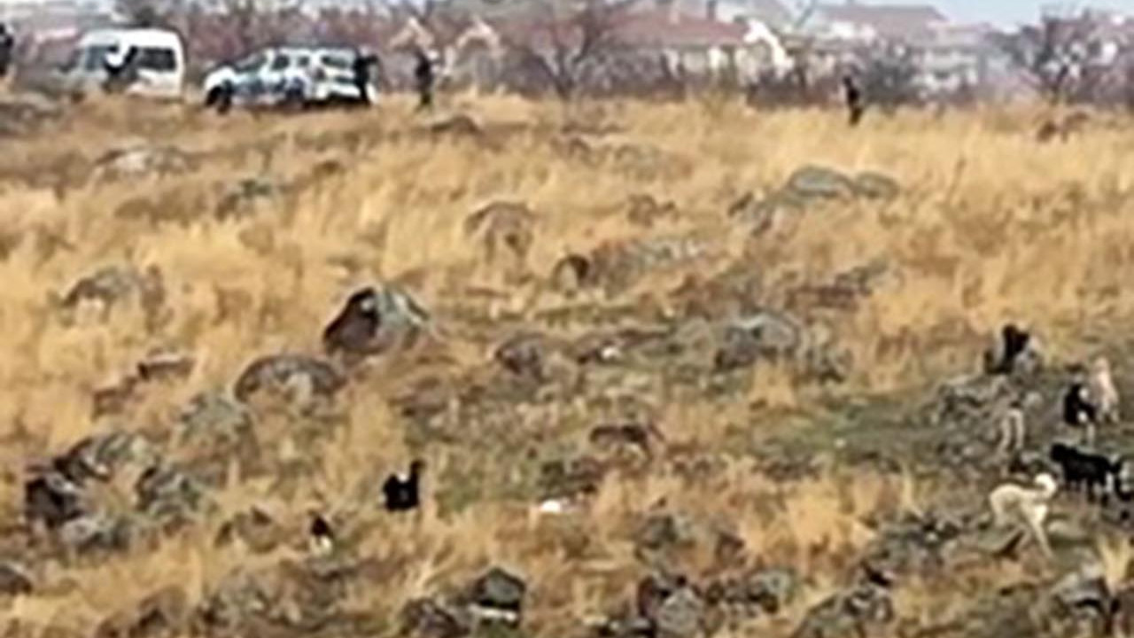Yine başıboş köpek dehşeti! Küçük çocuk ağır yaralandı