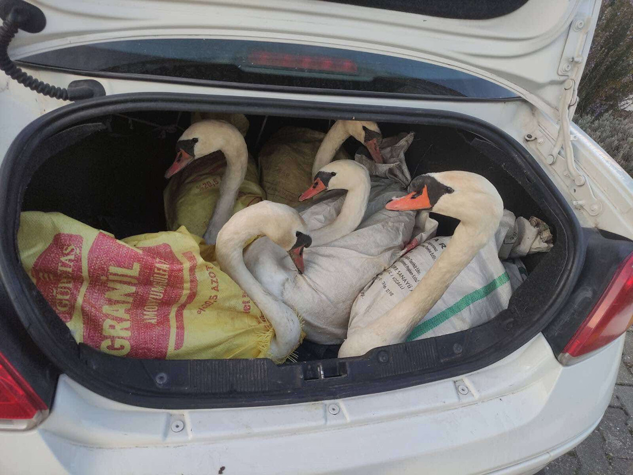 Edirne'de Jandarma ekiplerinin şüphelenerek durdurduğu otomobilin bagajında avlanması ve satışı yasak 6 kuğu ele geçirildi.