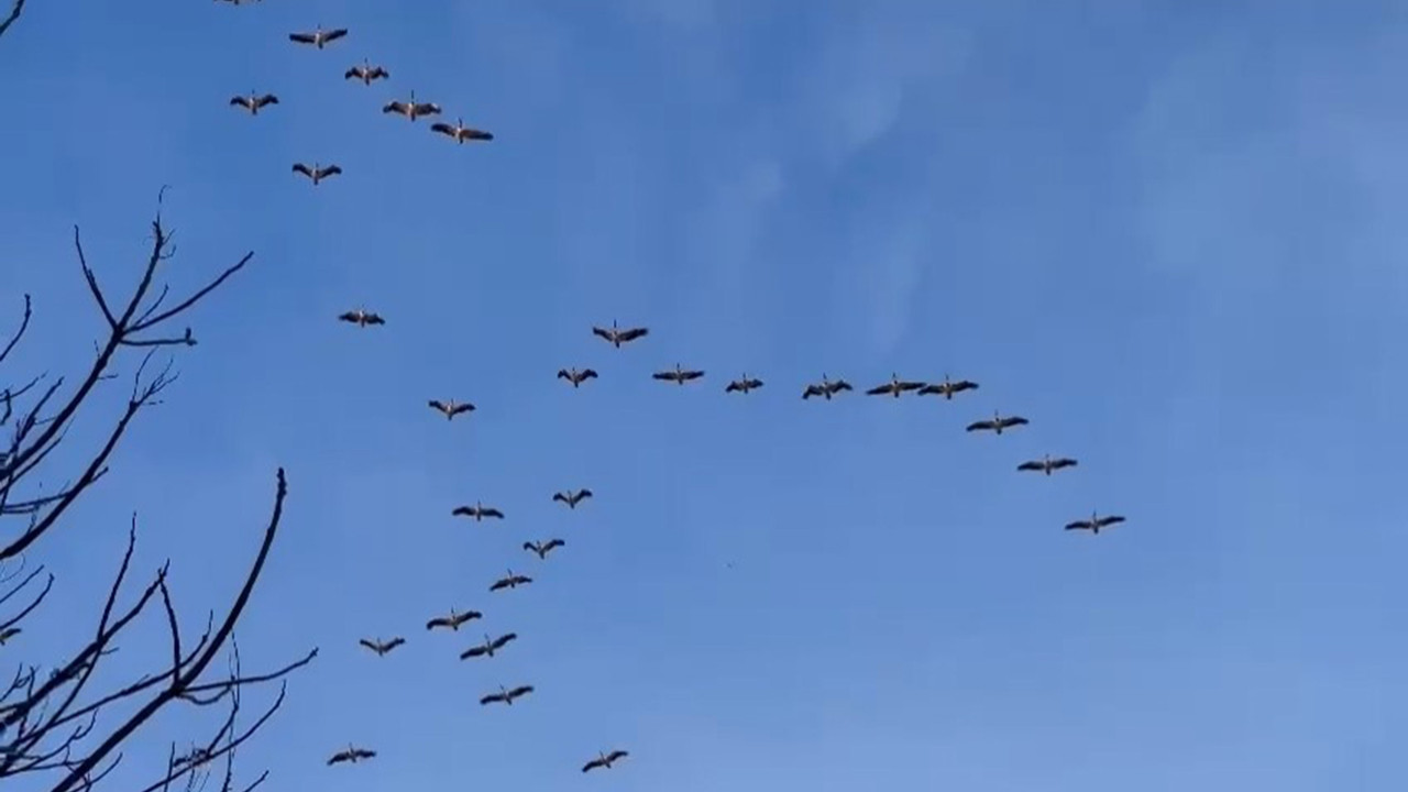 Bursa'da gökyüzünde büyüleyen pelikan şöleni