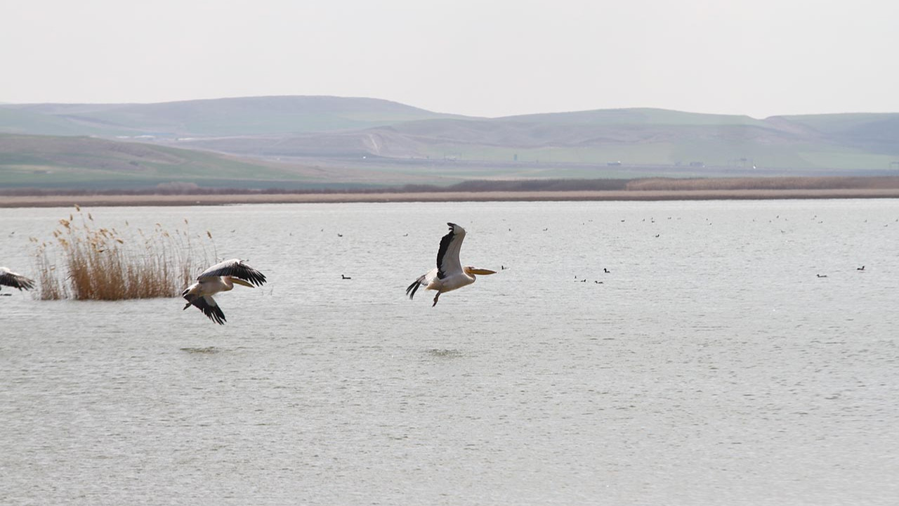Göç eden pelikanlar Ankara'nın saklı cennetine misafir oldu