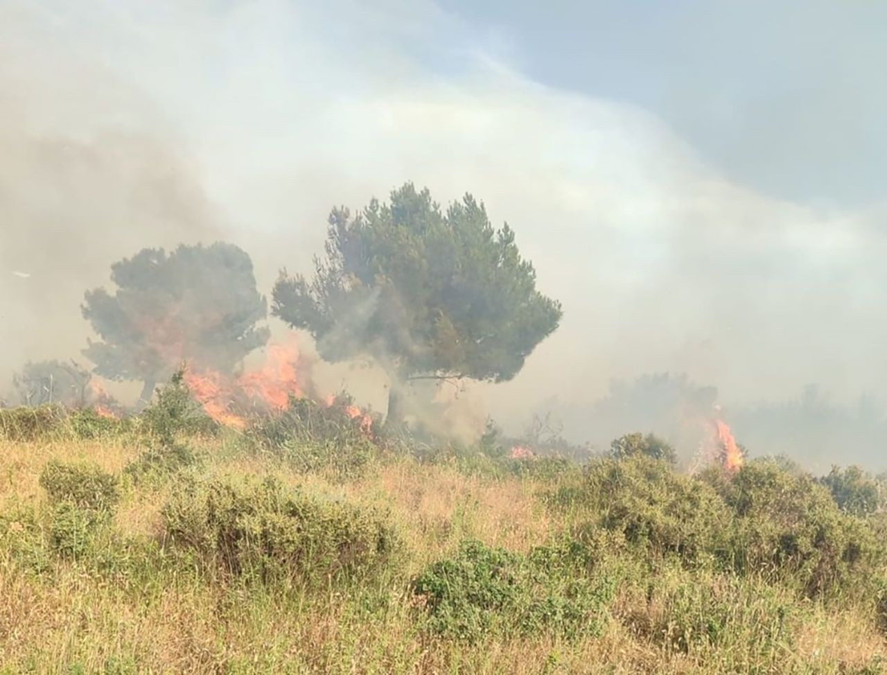 Çanakkale ve Mersin'de orman yangını