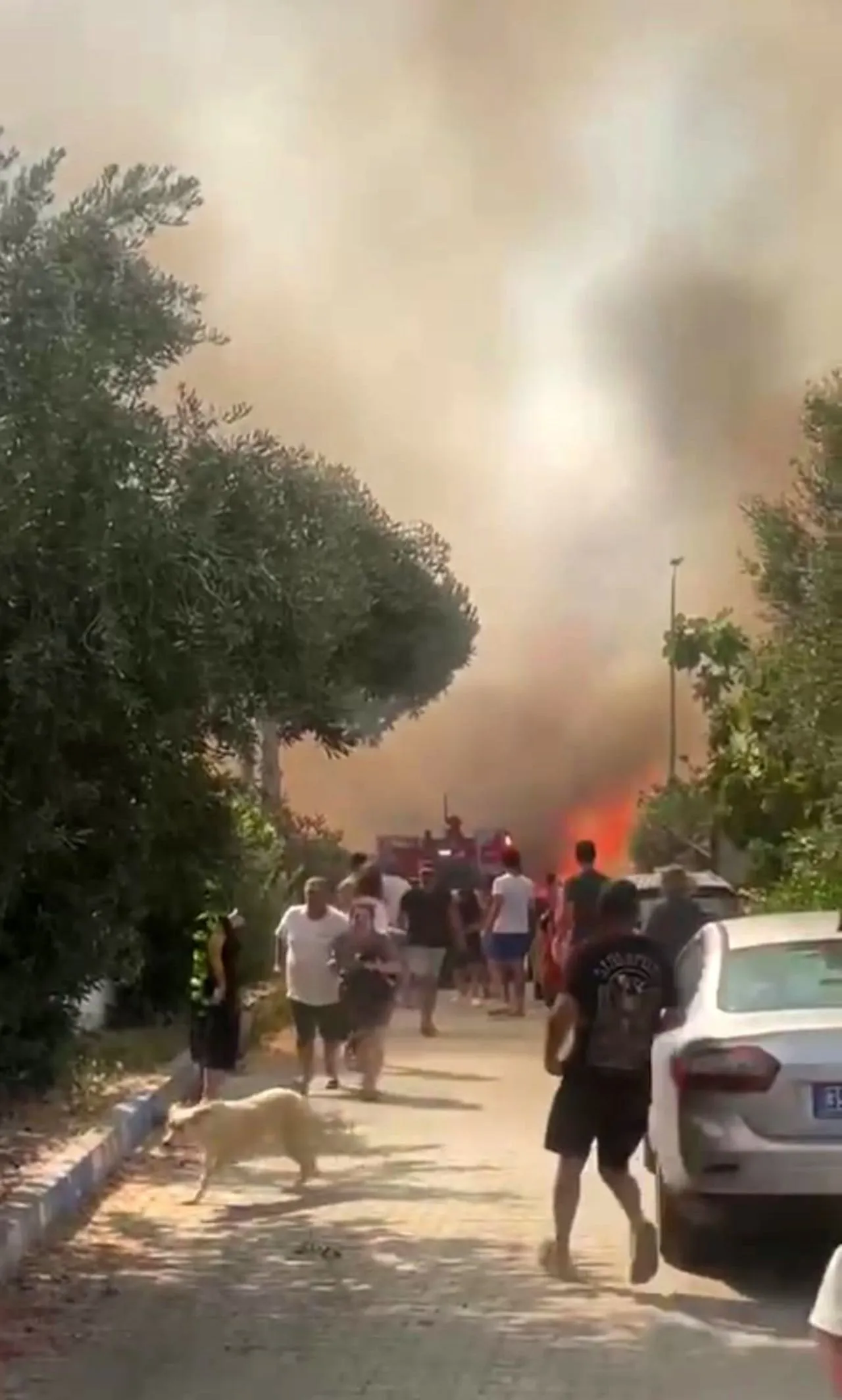 İzmir'de yanan araç ormanı yaktı