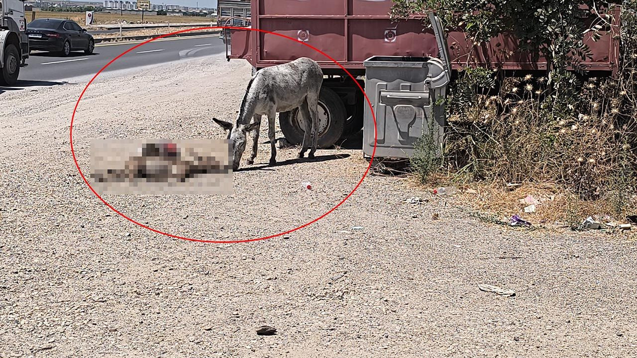 2 gün boyunca ölen yavrusunun başından ayrılmadı