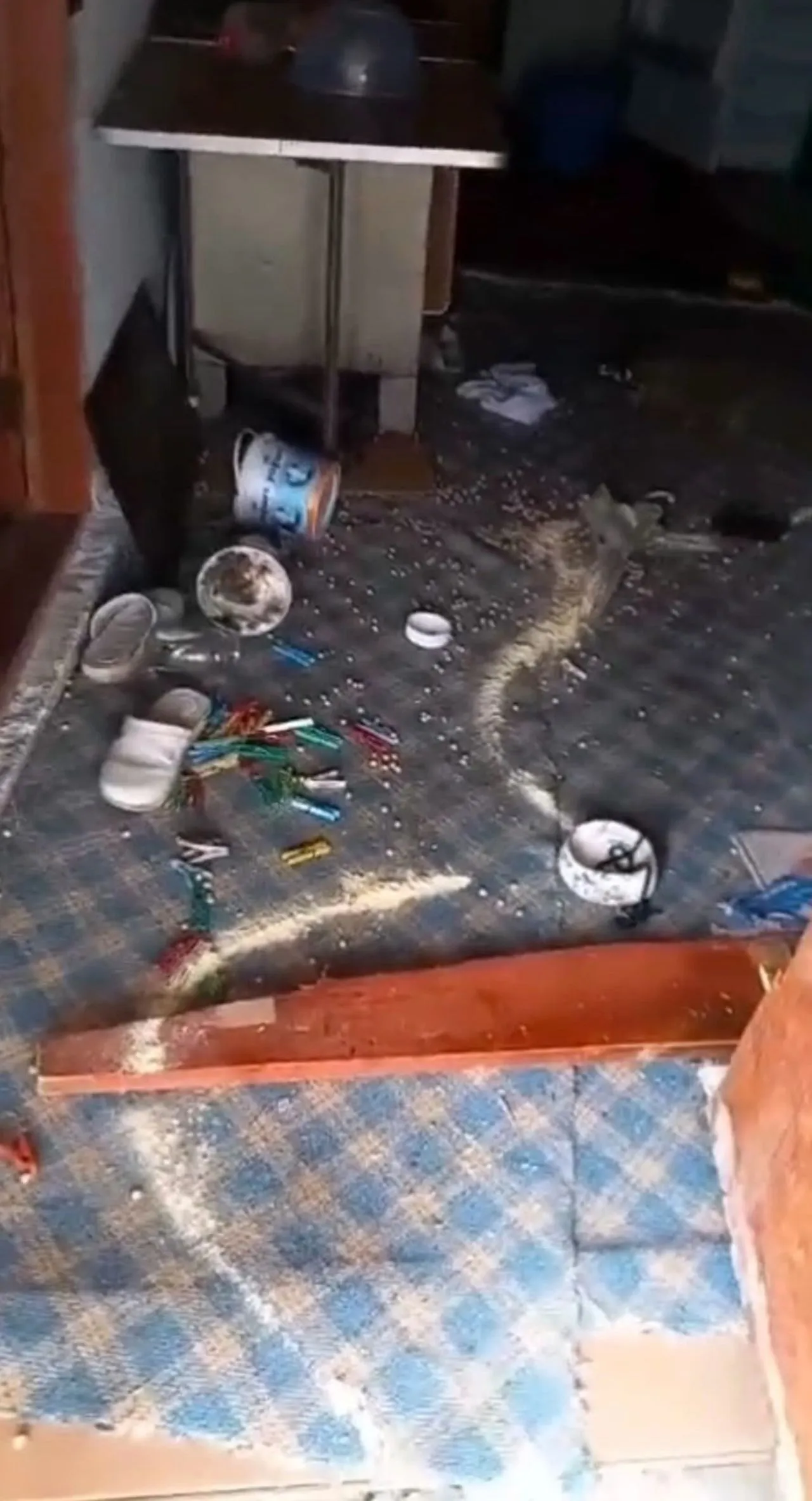 Karadenizli vatandaşın ayıya sitemi kahkahaya boğdu