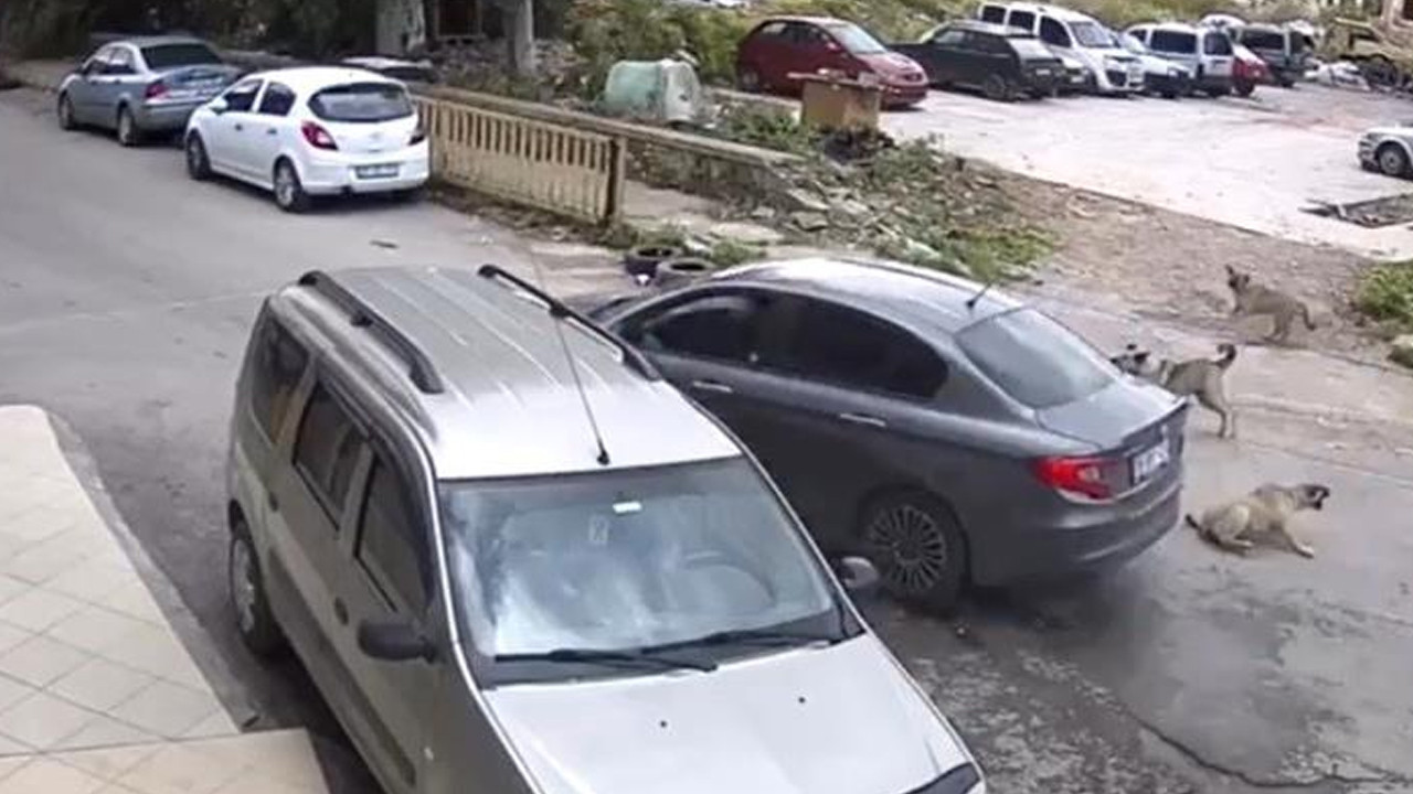 İzmir'in Bornova ilçesinde bir sürücü, yola çıkan köpeğin üzerinden geçip, arkasına bakmadan yoluna devam etti.