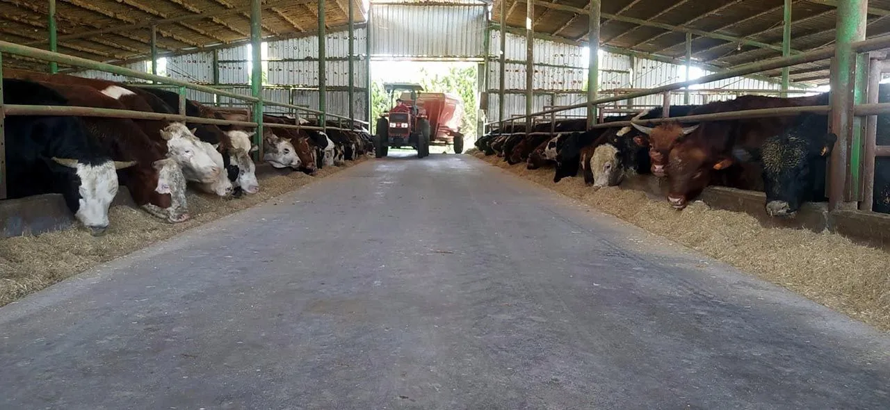 Kurbanlık fiyatları belli oldu
