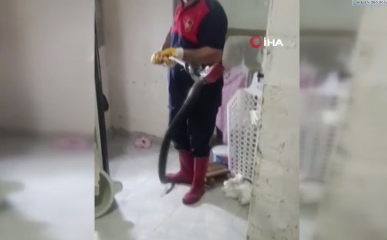 Dev yılanı evde nerede bulup çıkardığını görünce inanamayacaksınız