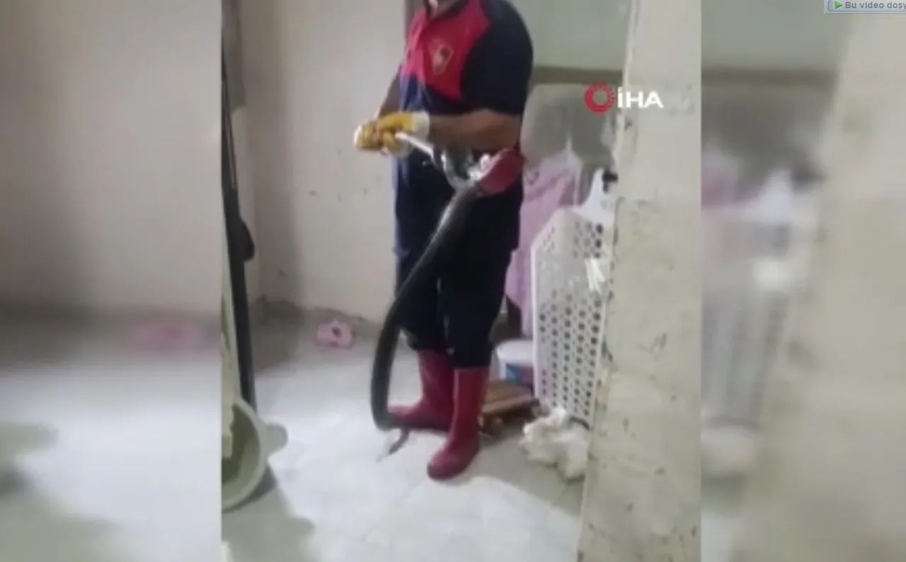 Dev yılanı evde nerede bulup çıkardığını görünce inanamayacaksınız