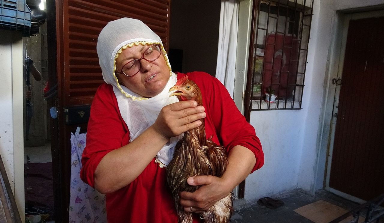 Ana yüreği dayanmadı... Çocuk gibi ağlayan tavuğunu kesmeye kıyamadı