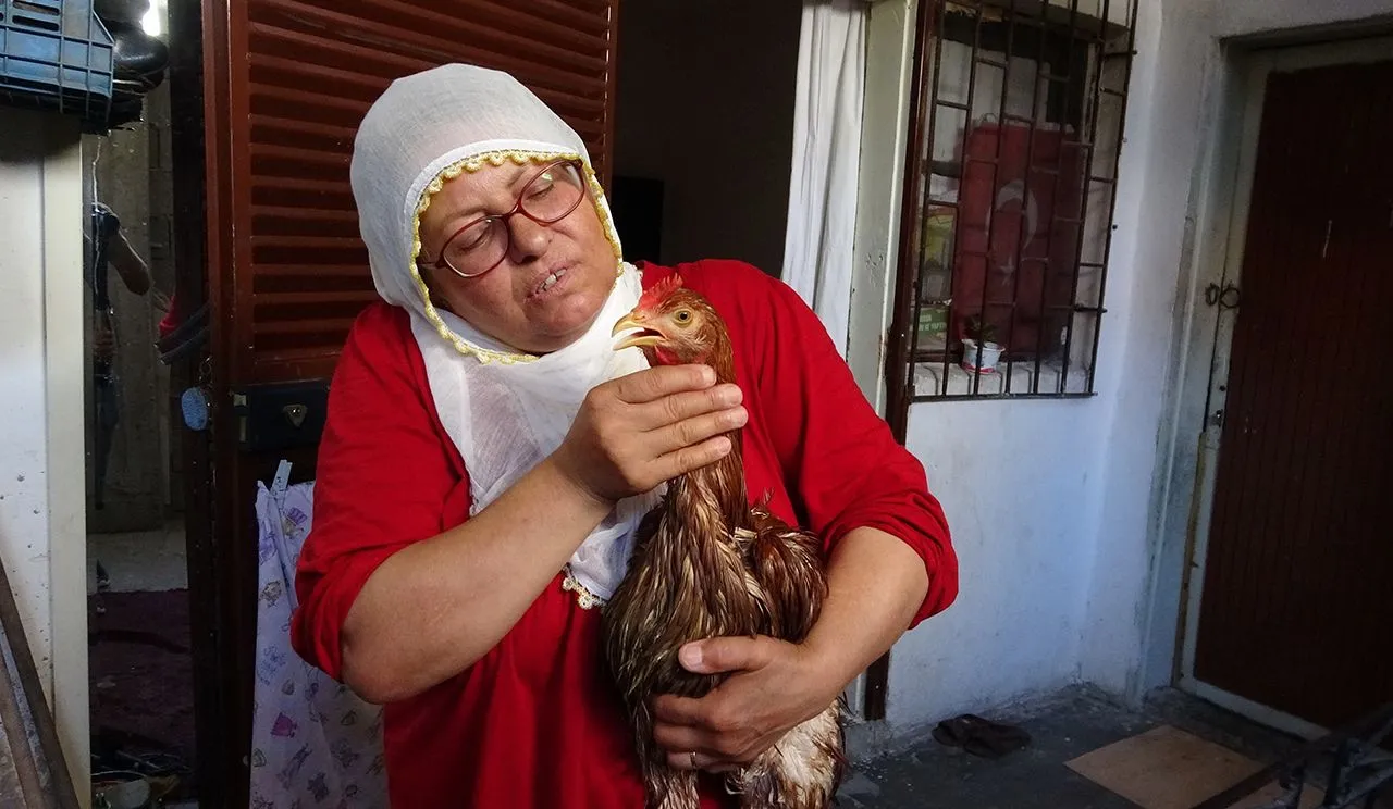 Ana yüreği dayanmadı... Çocuk gibi ağlayan tavuğunu kesmeye kıyamadı