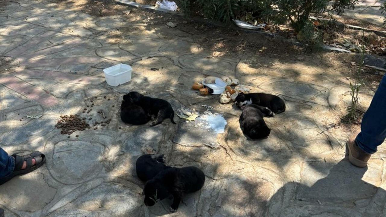 İzmir&#039;de çok sayıda kedi ve köpek ölü bulundu