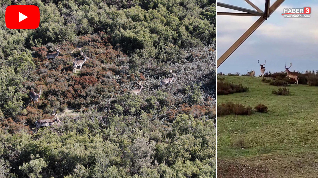 İstanbul'un yanı başındaki yaban hayatı sosyal medyayı salladı! Duyan koştu