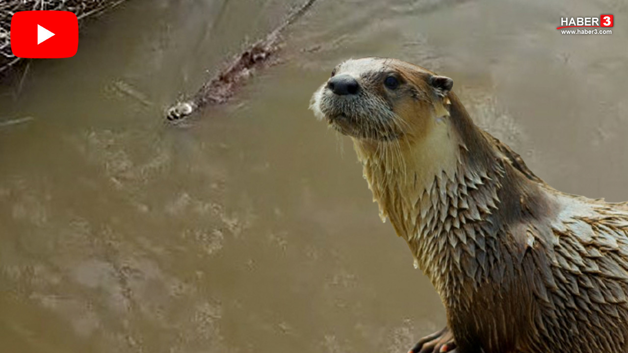 Bursa'da derede görüntülenen su samuru şaşkınlık yarattı!