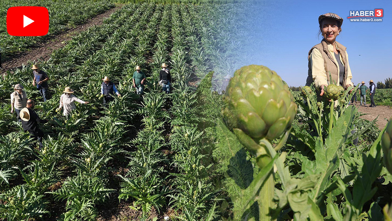 Tarlaya akademisyen eli değdi: Deneme amaçlı başladı, şimdi 120 dönüm alanda üretim yapıyor
