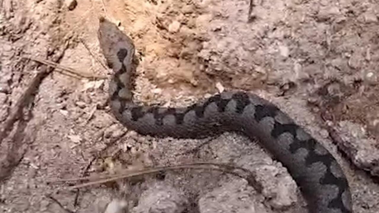 Doğada nadir rastlanan Türkiye'nin en zehirli yılanı böyle görüntülendi