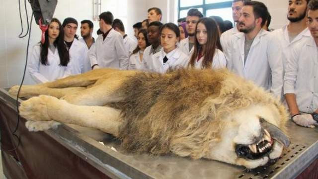 Antalya'da ölen aslan kadavra olacak