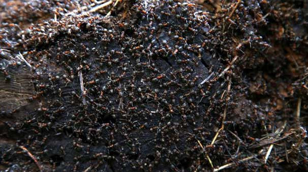 Çankaya Köşkü'nde ''12 dişli kabuk böceği'' alarmı