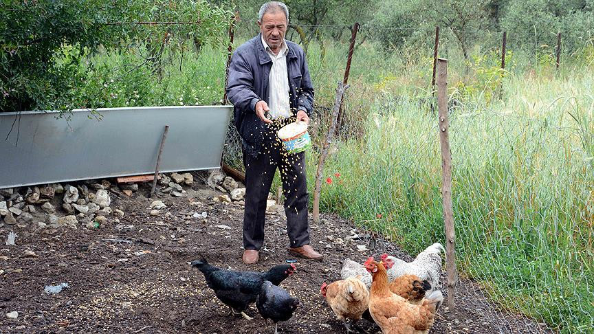 Komşunun bahçesine giren tavuklara 250 lira ceza