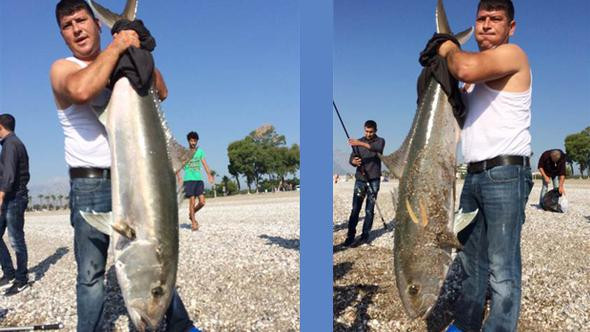Yakaladıkları 30 kiloluk balığı bakın ne yaptılar